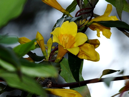 {Gelsemium sempervirens}